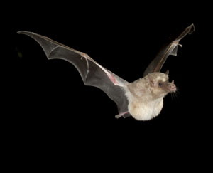 bat